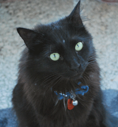 my-black-cat.gif