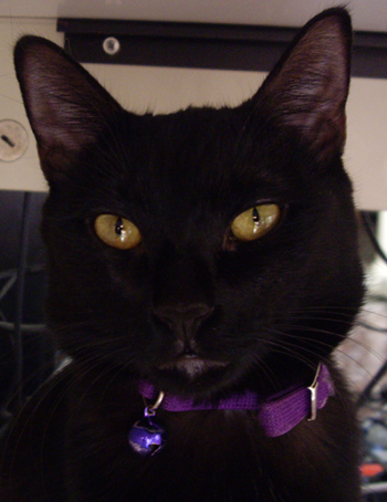 my-black-cat.jpg